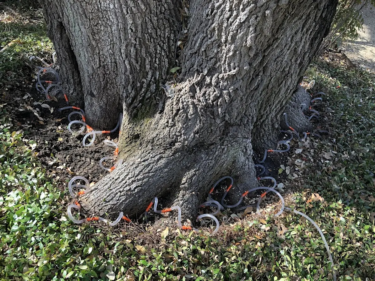 Detailed Tree Cabling and Bracing job site in Gulf Breeze