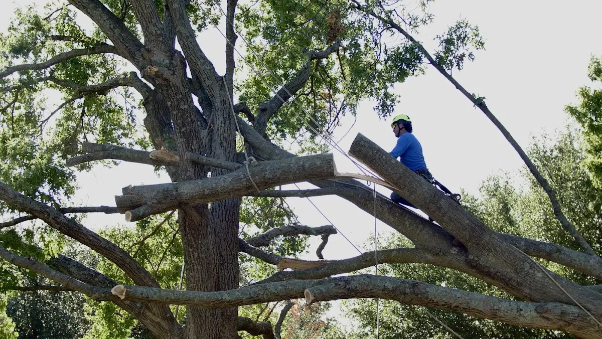 Professional Hazardous Tree Removal performed by certified arborists in Gulf Breeze