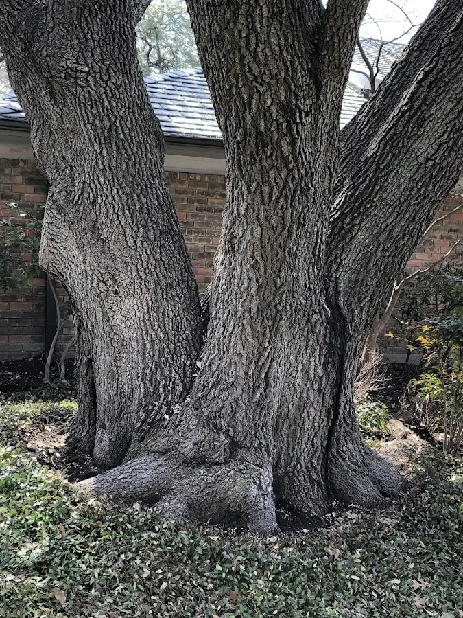 Mature heritage tree close to a Gulf Breeze property cared for by certified arborists